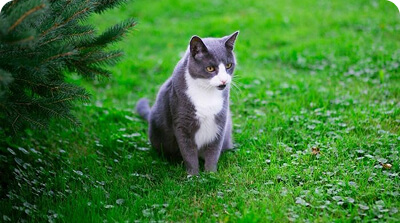 Tidak Pernah Jatuh, Kenapa Kucing Mendarat dengan Kakinya Terlebih Dahulu?